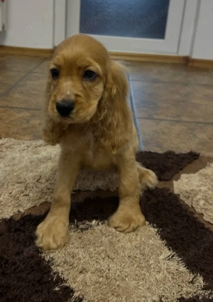 Pui Cocker Spaniel de vânzare   gata să-ți fure inima!    - imagine 5