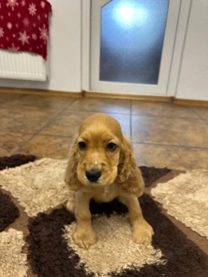 Pui Cocker Spaniel de vânzare   gata să-ți fure inima!    - imagine 4