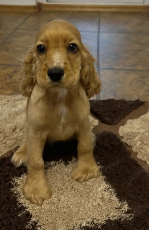 Pui Cocker Spaniel de vânzare   gata să-ți fure inima!    - imagine 2