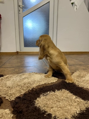 Pui Cocker Spaniel de vânzare   gata să-ți fure inima!    - imagine 3