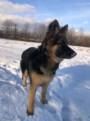 Femelă Ciobănesc German