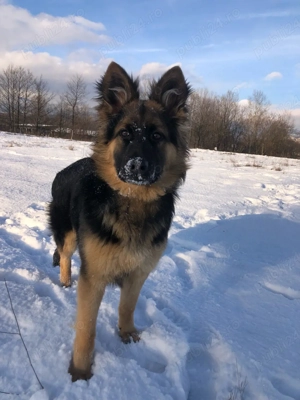 Femelă Ciobănesc German - imagine 3