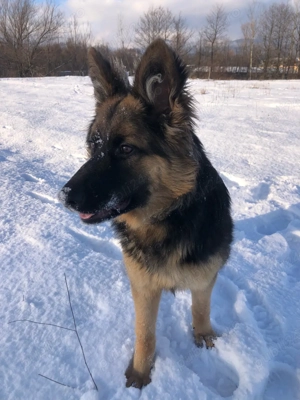 Femelă Ciobănesc German - imagine 2