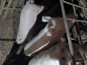 Porci de vanzare  - imagine 3