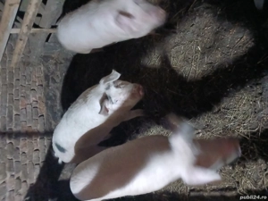 Porci de vanzare  - imagine 2