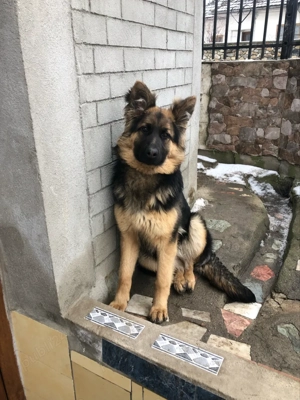 Femelă Ciobănesc German - imagine 4