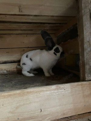 Vând fluture german