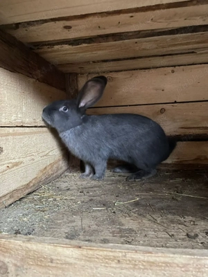 Vând fluture german - imagine 4