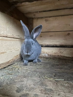 Vând fluture german - imagine 5