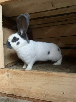 Vând fluture german - imagine 3