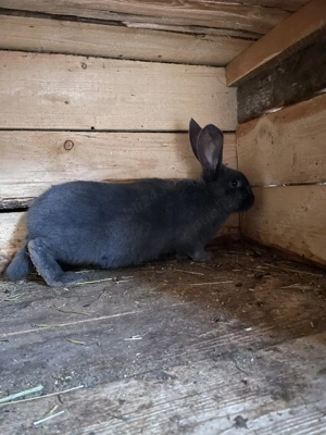 Vând fluture german - imagine 2