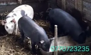 Vand purcei . - imagine 2