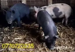 Vand purcei . - imagine 4