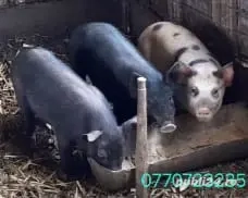 Vand purcei . - imagine 3