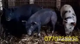 Vand purcei . - imagine 5