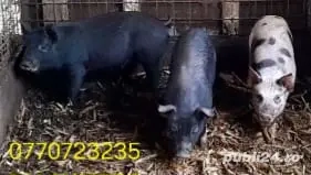 De vanzare purcei .  - imagine 3