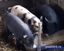 De vanzare purcei .  - imagine 2