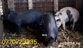 De vanzare purcei .  - imagine 4