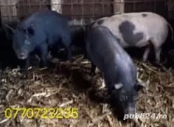 De vanzare purcei .  - imagine 5