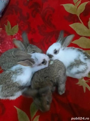 Iepuri de vânzare 