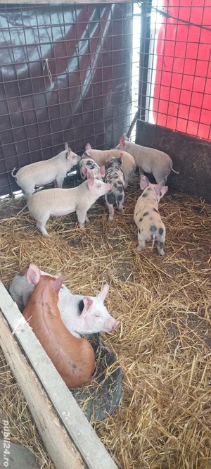 Vand purcei pietran  - imagine 2