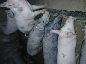 suldani in jur de 45 kg - imagine 2