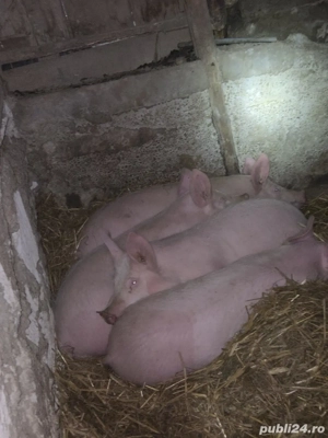 Porci din  marele alb 