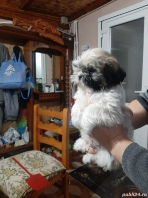 Shihtzu mini toy - imagine 2