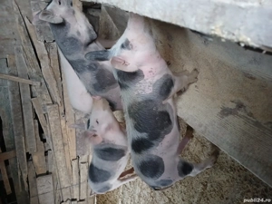 suldani in jur de 45 kg