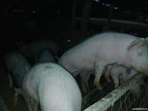 suldani in jur de 45 kg - imagine 3