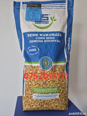 Samanta porumb Fundulea376 Olt ZP NS