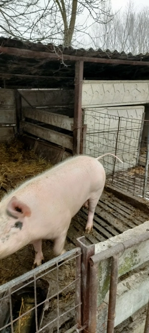 scroafa cu purcei de 3 luni 