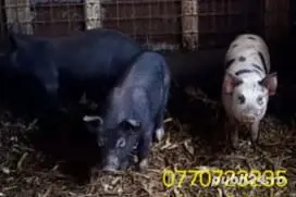 Purcei de vanzare . - imagine 3