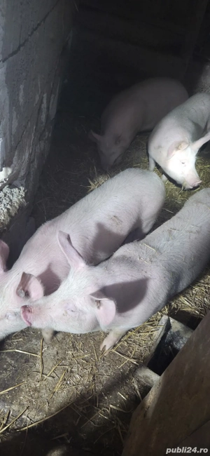 Porci din  marele alb  - imagine 2