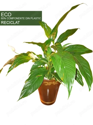 Plante verzi, Spathiphyllum,  Cordyline, Clusia in ghiveci ECO hidroponic, autoudare
