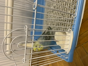 Perus colivie mancare - imagine 2