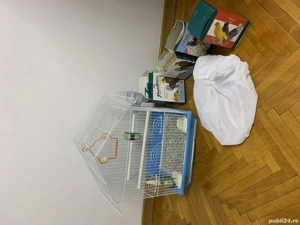 Perus colivie mancare - imagine 3