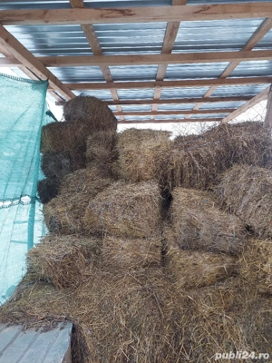 Baloti fân de vânzare 