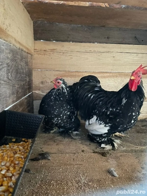 Cochinchina pitic - imagine 2