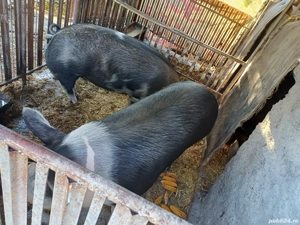 porc de carne - imagine 4