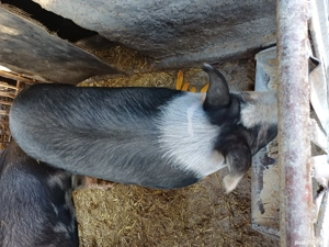 porc de carne - imagine 3