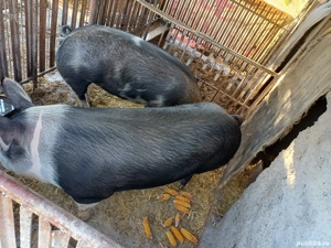 porc de carne - imagine 2