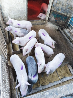 De vânzare 6 săptămâni  - imagine 4