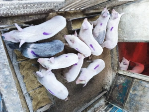 De vânzare 6 săptămâni  - imagine 2