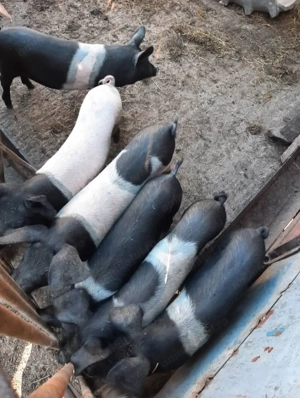 Vand porci Bazna cu 12 lei  kg - imagine 2