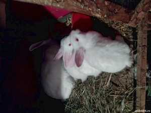 Iepuri rasa panonn - imagine 3