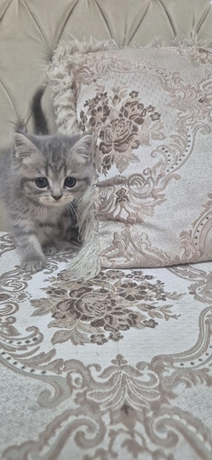 pisici british shorthair 