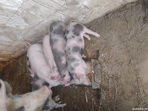 Purcei 6 săptămâni  - imagine 3