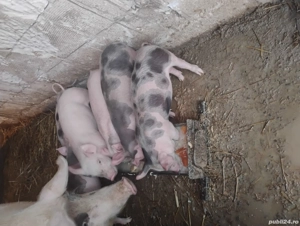 Purcei 6 săptămâni  - imagine 2