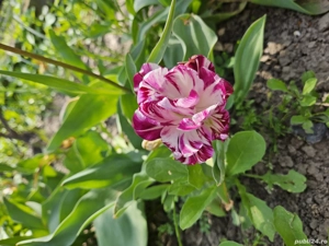 casa de vanzare (schimb cu ap. in Buc.) - imagine 8